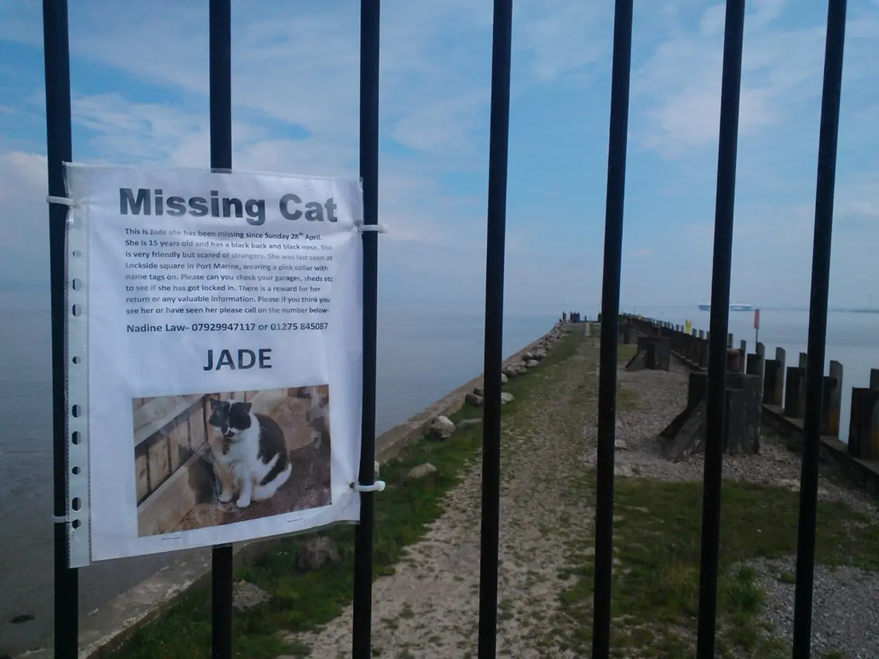 Dental Bridges: Applications, Varieties, Recovery Procedures, and Further Details