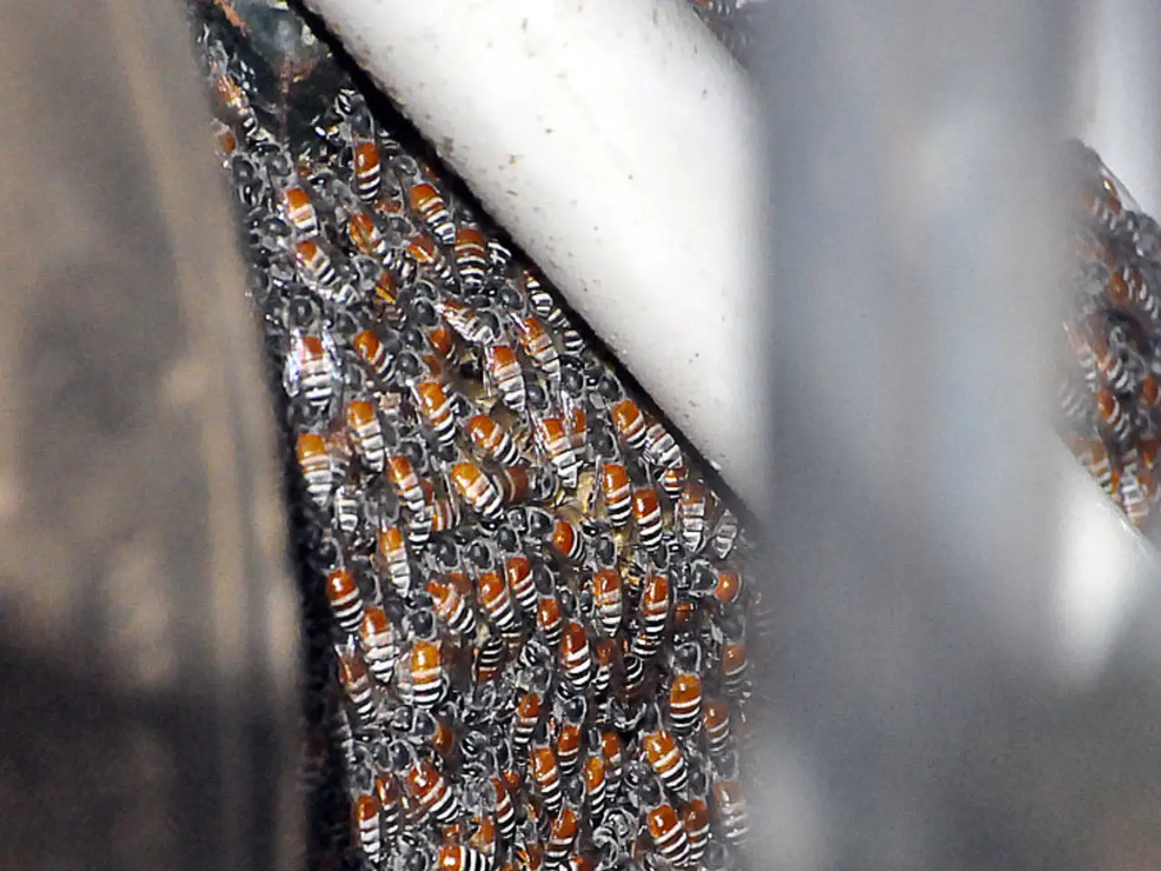 Sting Relief: Exploring Remedies for Wasp Agony