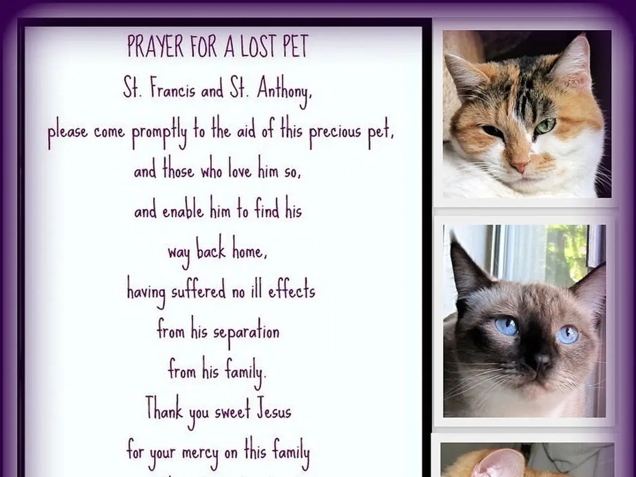 Researchers require your feline images and data for study purposes