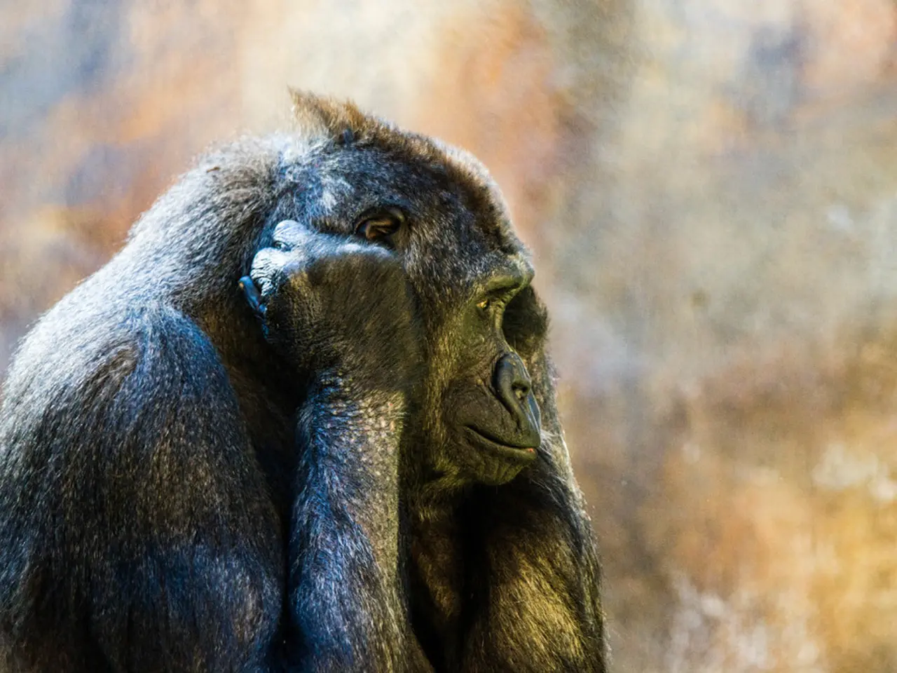 Investigation into Urination Habits Among Chimpanzees: Could This Befect Contagious Amongst Related...