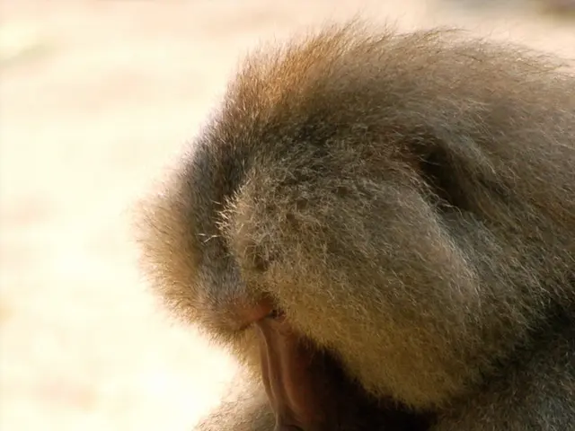 After the orangutans return to their slumber.