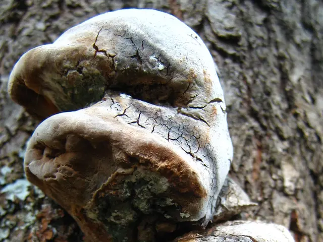 Boost your cholesterol levels naturally using this dietary supplement