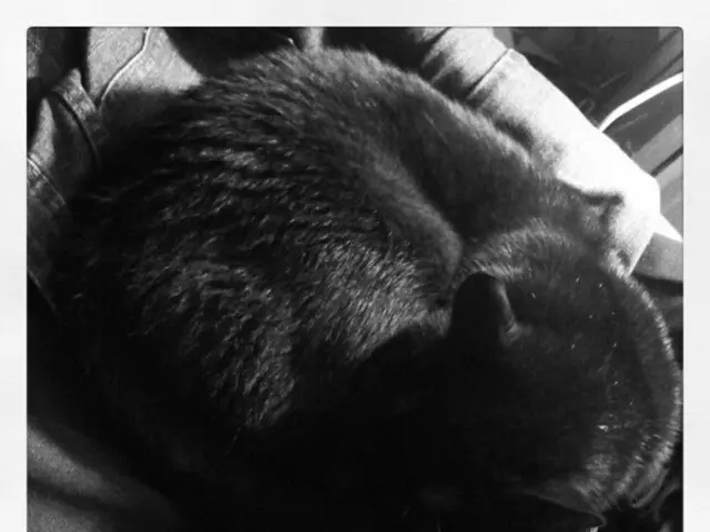 Cat Feces with Blood: 11 Frequent Reasons