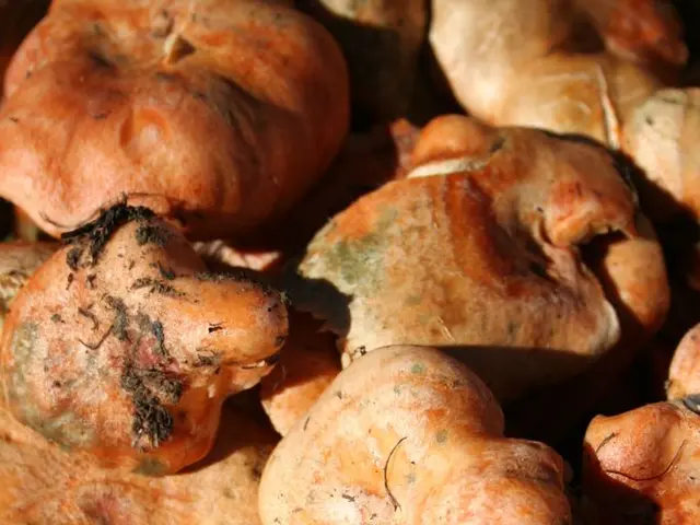 Scientists uncovered an astonishing new hue, yet it remains invisible to the human eye