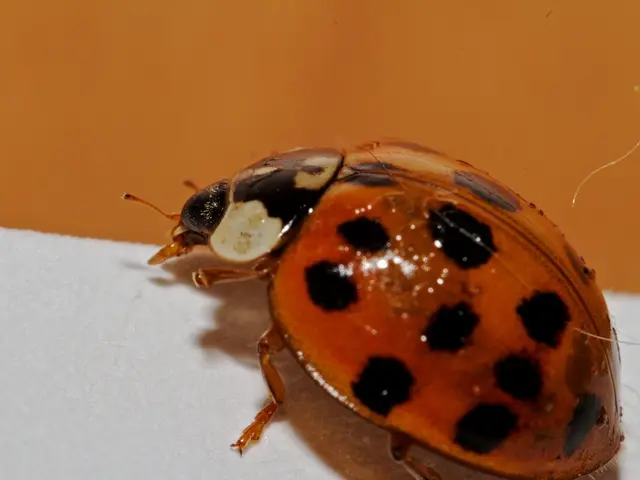 Understanding the Symptom Overlap between Allergies and Bed Bugs: A Guide