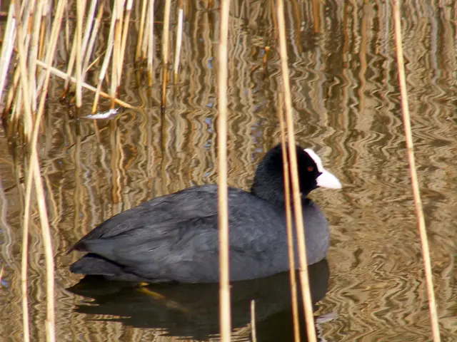 Restoration of Water Systems and Vegetation Planting in Des Allemands Wetland