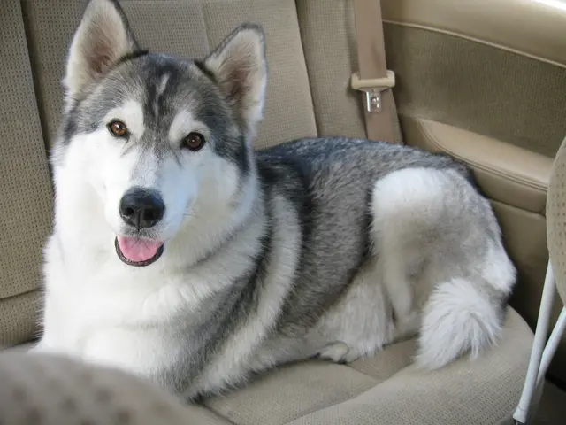 Registration of Support Animals via ESAcert: Characteristics of Legitimate Service Animals