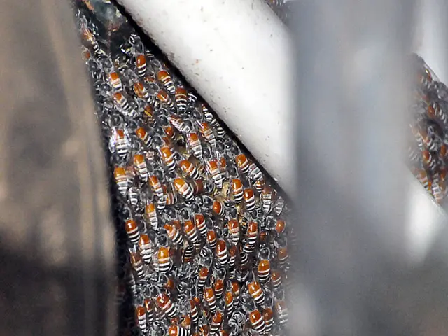 Swarm of "Killer Bees" Sighted in vicinity of Georgia, Triggering Warnings