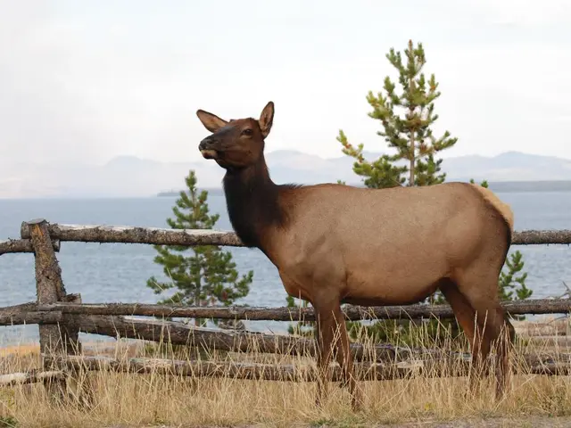 Local Trends and Habits: Insight into Neighborhood Customs and Traditions