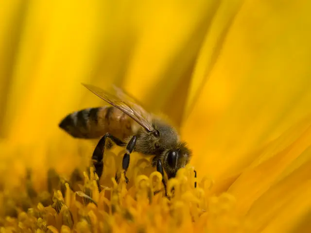 Establishment of a protective committee dedicated to safeguarding bee health and welfare.