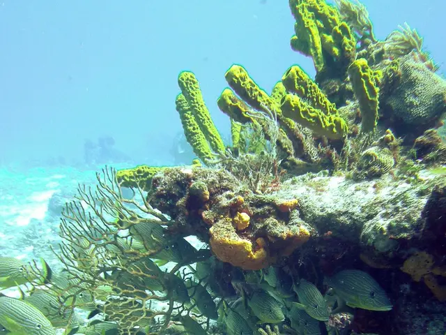 Damaged Nuclear Waste Barrels Found in the Depths of the Atlantic Ocean