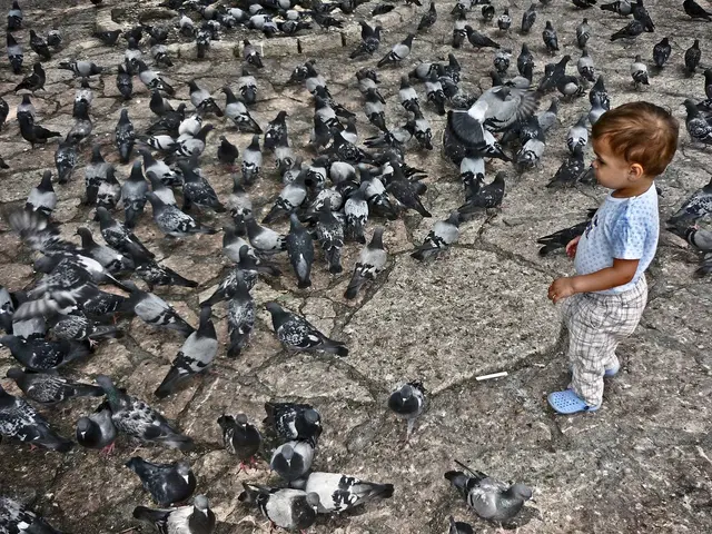 Urban Pigeons Often Suffer from Toe and Foot Deformities