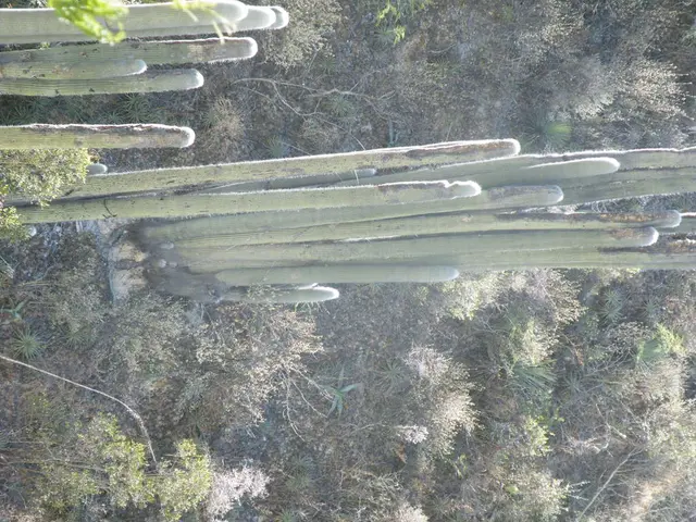 Soil Abundance of Calcium: Consequences for Plant Growth and Wellbeing