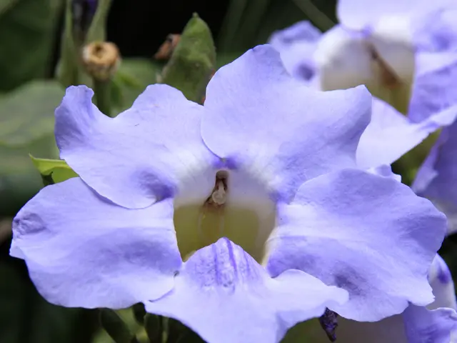 Enhance your mood-boosting neurotransmitter levels with nature's bounty using 5-htp