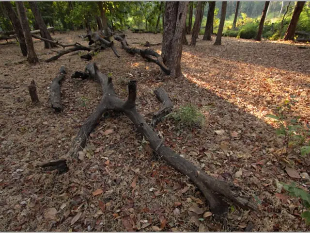 Researchers Discover Certain Fig Tree Species Have Capability to Transform Carbon Dioxide into...