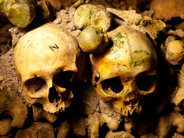 Examination of animal remains using mass spectrometry in archaeology