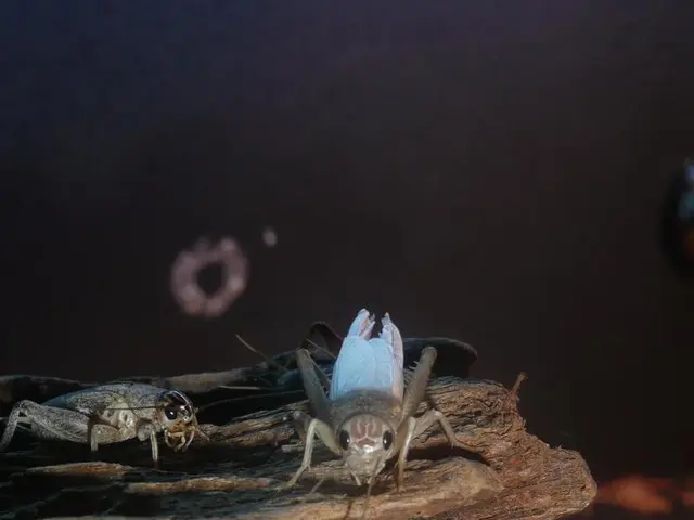 Insect infesting horse chestnuts identified: horse chestnut scale