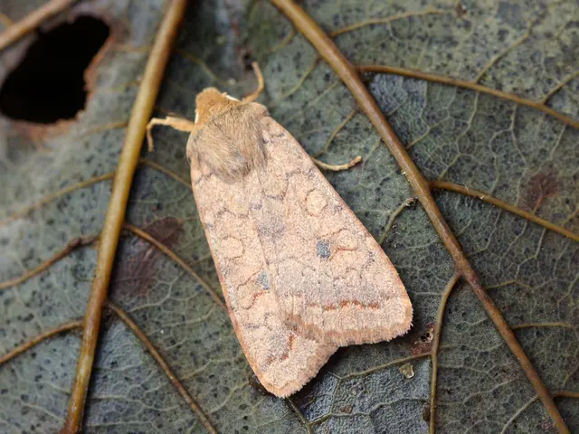 Images of bug bites accompanied with their signs, remedies, and further information