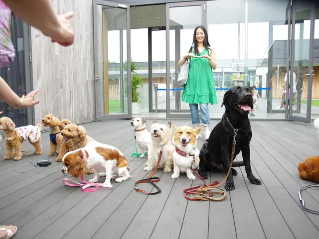 Golden Retriever Named Frannie