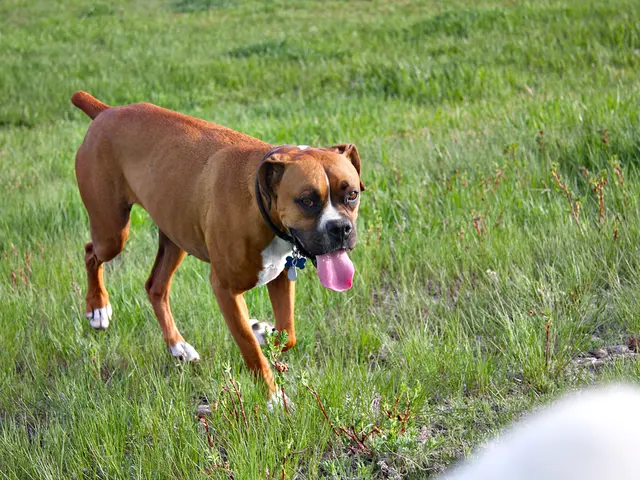 Dog Health Alert: Near-fatal Grass Seed Inhalation Incident in Cocker Spaniel