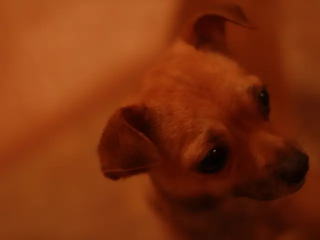 A vicious dog inflicts severe harm on a young boy, biting him on the head and face.