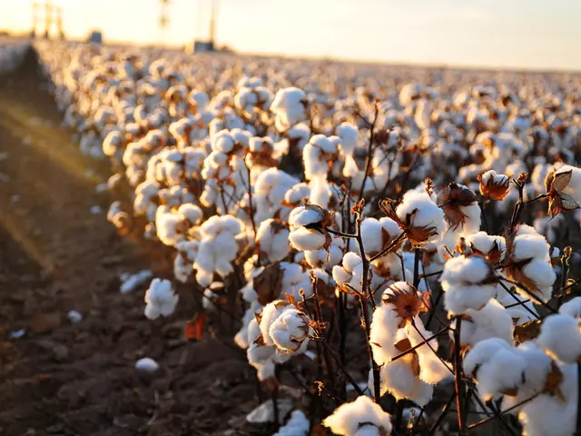 Impact of Late Summer Pollen: Possible Consequences Explored