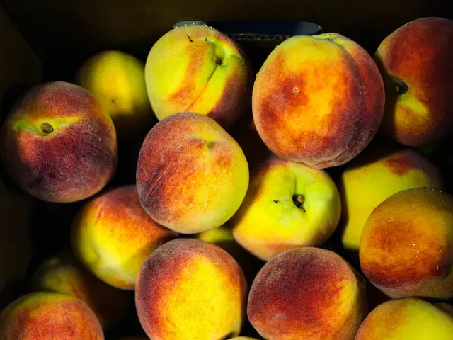 Bloom of Apples in 2025, generously funded contribution delivered