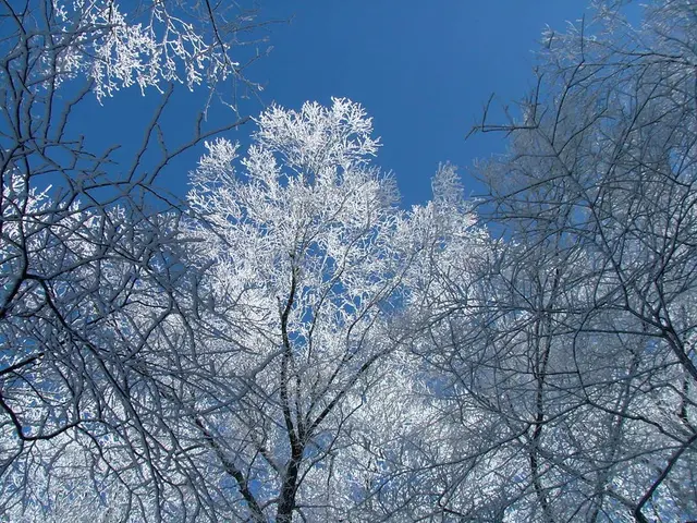 Unveiled Research Highlights the Unseen Impact of Ozone on America's Forests