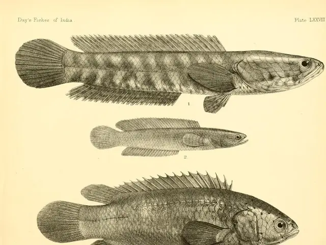 Benefits of Salmon Oil for Skin, Hair, Brain Health, and More Explored