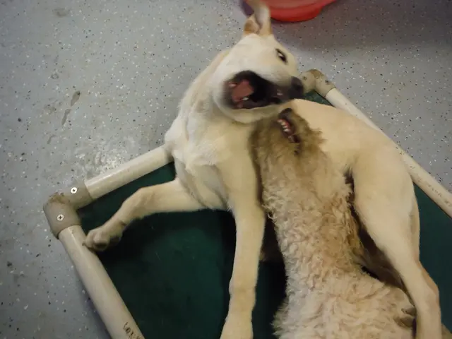 Dog owner argues against allegations of mistreatment, asserting that confining pet within a...