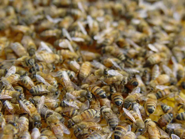 Pesticide Linked to Decline in Bee Colonies, According to Recent Research Findings