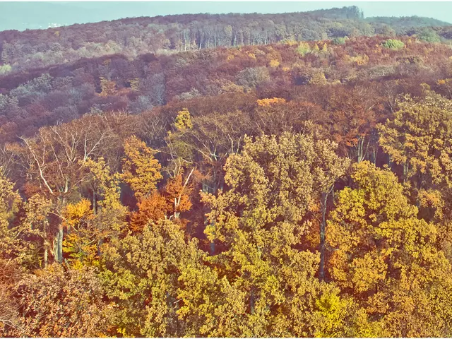 Research Uncovers Previously Unknown Damage of Ozone on America's Forestry