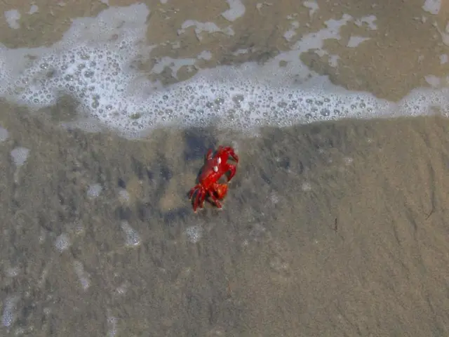 Beachgoers in Nazaré reported 70 instances of illness, with symptoms including gastroenteritis,...