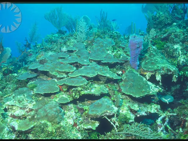 Survival Strategies in Hypertonic Soil Among Plants: Revealing Unique Adaptations