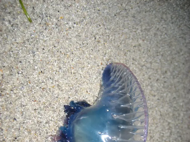 Media outlets are expressing increased concerns over technical glitches