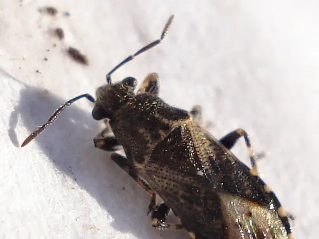 Alleged individual charged with feigning pest control businesses as a means for child sexual abuse,...