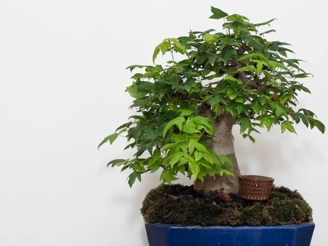 Nanotechnology's Role in Bonsai Maintenance: Investigating Possible Uses