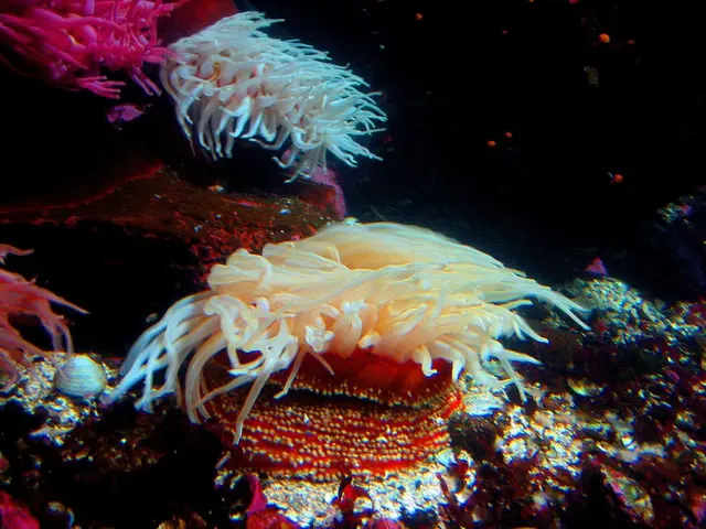 Unprecedented Coral Bleaching Levels Soar on Australia's Great Barrier Reef