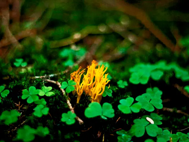 Nutrients and Support Systems: Understanding the Distinct Roles of Plants' Feeding and Soil