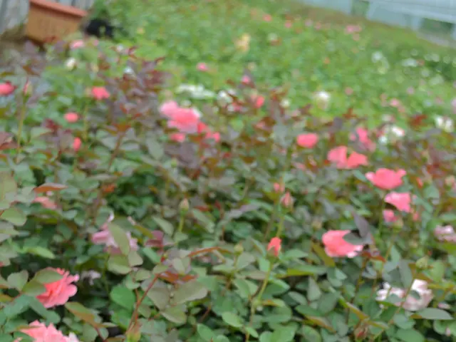 Government Agreements Secure Protections for Endangered Medicinal Herbs, Plans Established for...