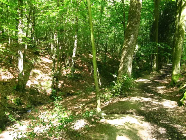 Forest Ungarbed Swimming Expedition