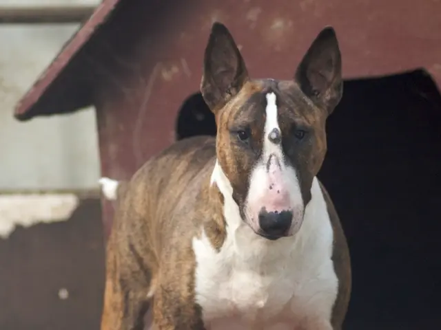 Hospital Patient Encountered by Police with Accompanying Service Dog