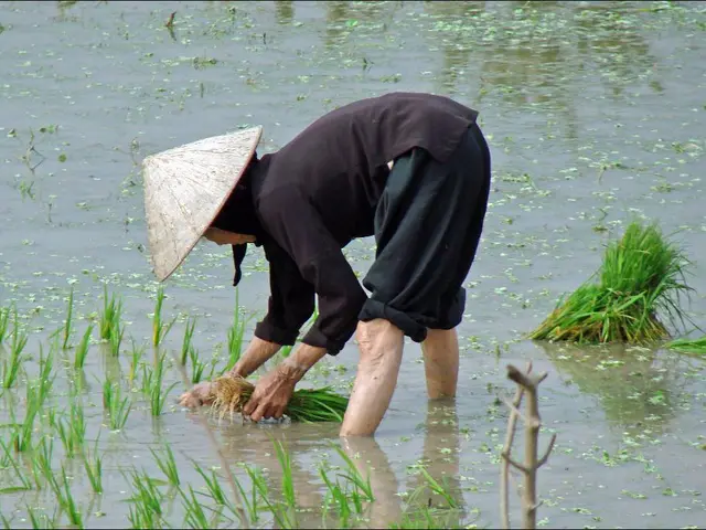 Soil Moisture: Could It Benefit or Harm During Sowing?