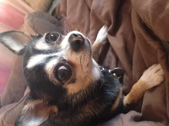 Dog Dramamine: Safety Considerations