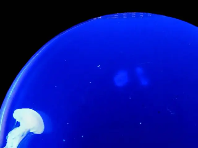 Surprisingly, the Animal with the Most Teeth is Revealed Here!