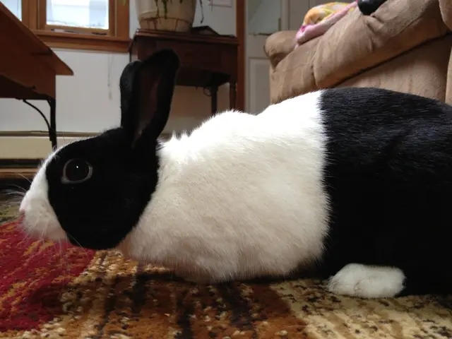 Resurrected, paralyzed hare named "Hot Wheels" regains movement