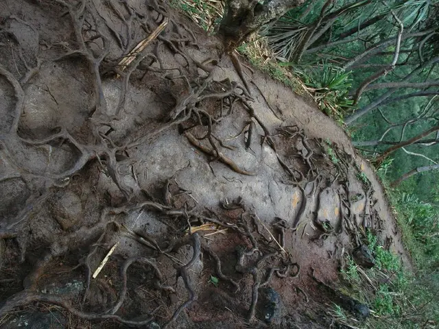 Roots of plants determine microbiome composition, according to recent findings from University of...