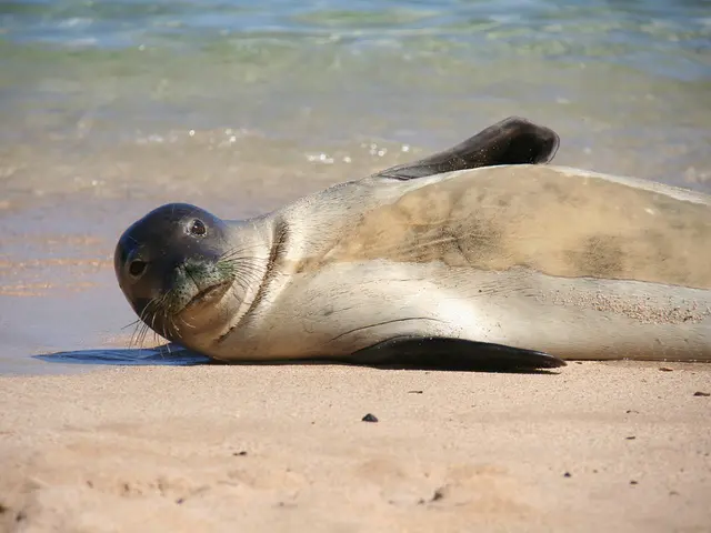 Coastal lifeguard service 'SeaSafe' in Cox's Bazar faces potential shutdown due to financial...