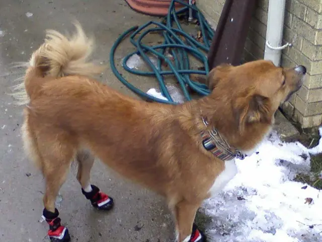 Veterinarian-recommended approach to cleaning a dog's pearly whites