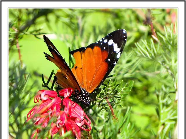 Urge Action for California's Dogface Butterfly: Enhance Efforts for Zerene Eurydice
